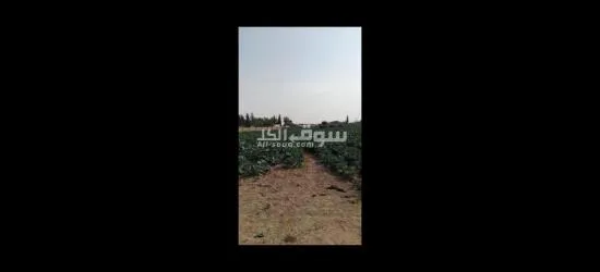 ارض لقطة بمنطقة مرج السلطان طابو اخضر - 3