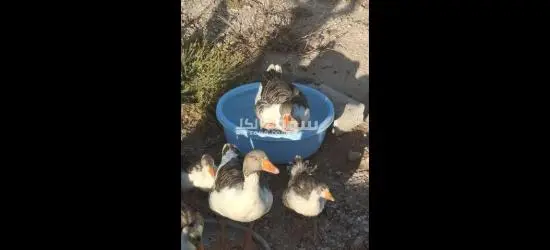 8 وزات للبيع