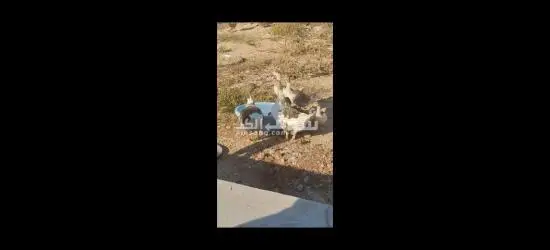 8 وزات للبيع - 2
