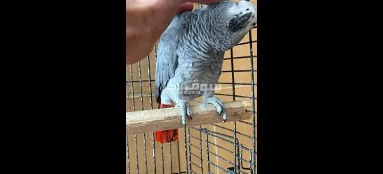 ريف دمشق - 2